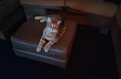 Lost Male Cat last seen Stella ave and north 72nd ave, Glendale, AZ 85303