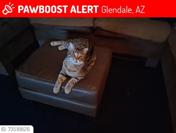 Lost Male Cat last seen Stella ave and north 72nd ave, Glendale, AZ 85303