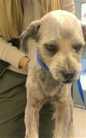 Shelter Stray Unknown Dog last seen , 2811 SE 29th St, Oklahoma City, OK 73129, USA