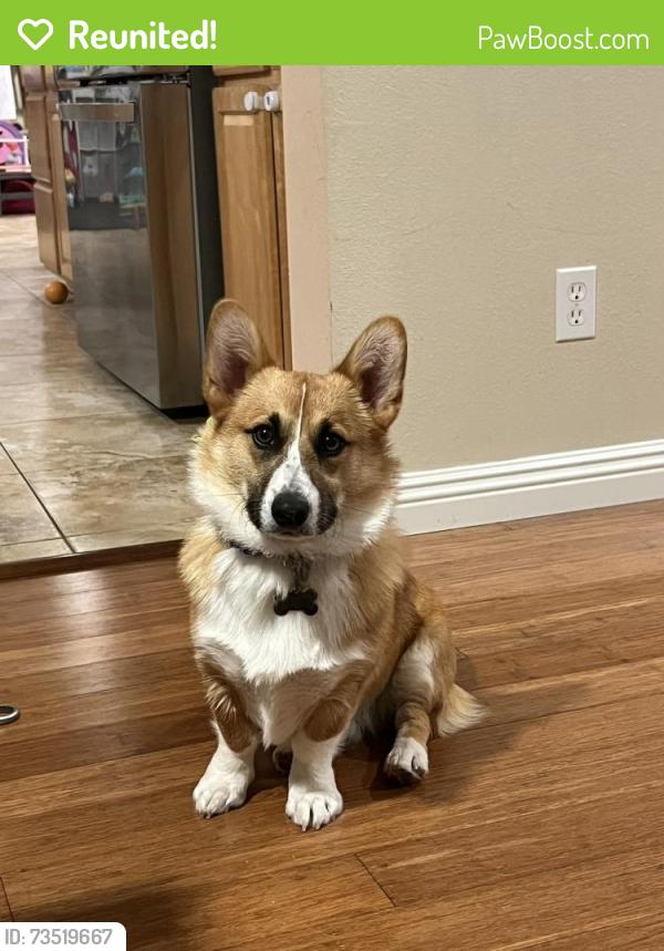 Reunited Male Dog last seen Near fairway dr, Rohnert Park, CA 94928