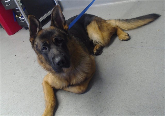 Shelter Stray Male Dog last seen VALENCIA@21ST ST, 1419 Bryant St, San Francisco, CA 94103, USA