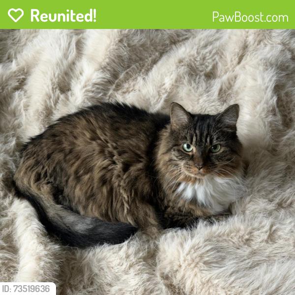 Reunited Female Cat last seen 1st and Sherman, Denver, CO 80203