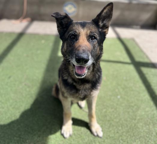 Shelter Stray Female Dog last seen , 957 N Gaffey St, San Pedro, CA 90731, USA