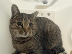 Shelter Stray Male Cat last seen 24TH/COLLEGE, 3839 W Burnham St, West Milwaukee, WI 53215, USA