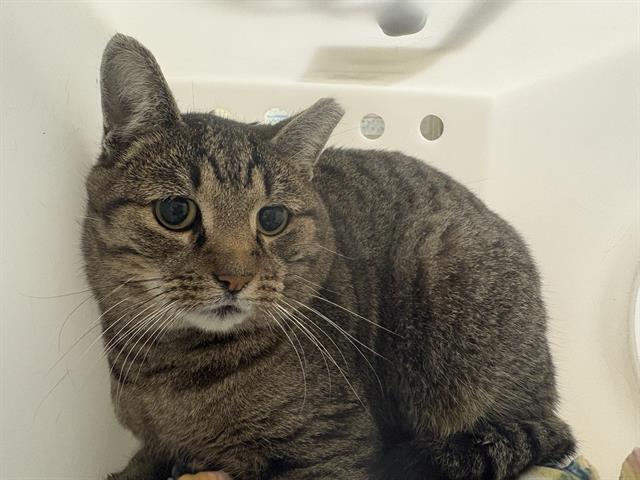 Shelter Stray Male Cat last seen 24TH/COLLEGE, 3839 W Burnham St, West Milwaukee, WI 53215, USA