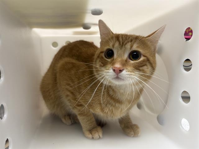 Shelter Stray Unknown Cat last seen Near BLOCK S 33RD ST, 3839 W Burnham St, West Milwaukee, WI 53215, USA