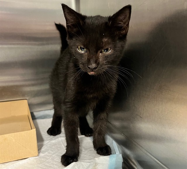 Shelter Stray Female Cat last seen PGA DR SORRENTO, 12280 County Rd 448, Tavares, FL 32778, USA