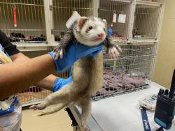 Shelter Stray Male Other last seen Near BLOCK W WISCONSIN AVE, 3839 W Burnham St, West Milwaukee, WI 53215, USA