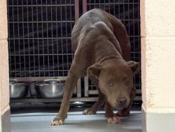 Shelter Stray Female Dog last seen Near BLOCK MUELLER RD, CUTLER, CA, Visalia, CA 93292, USA