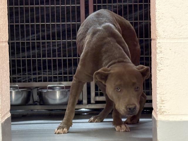 Shelter Stray Female Dog last seen Near BLOCK MUELLER RD, CUTLER, CA, Visalia, CA 93292, USA