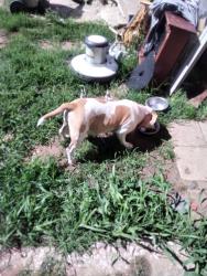 Reunited Female Dog last seen N.e. 10th and Midwest Blvd, Midwest City, OK 73110