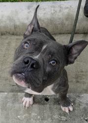 Shelter Stray Male Dog last seen Near BLOCK NW 29 TER, FORT LAUDERDALE FL 33311, 2400 SW 42nd St, Fort Lauderdale, FL 33312, USA