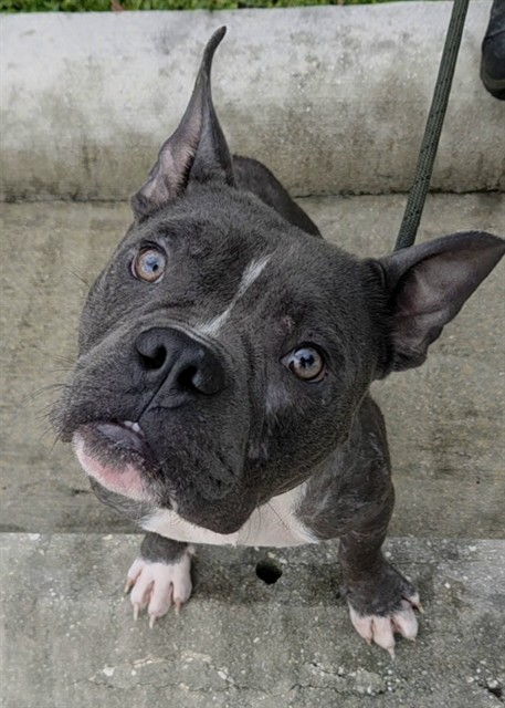 Shelter Stray Male Dog last seen Near BLOCK NW 29 TER, FORT LAUDERDALE FL 33311, 2400 SW 42nd St, Fort Lauderdale, FL 33312, USA
