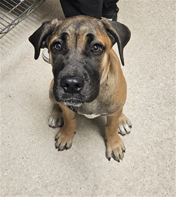 Shelter Stray Female Dog last seen Near BLOCK OPUS ONE DR, BAKERSFIELD CA 93314, 3951 Fruitvale Ave, Bakersfield, CA 93308, USA