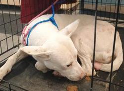 Shelter Stray Male Dog last seen , 600 Aviation Dr, Camarillo, CA 93010, USA