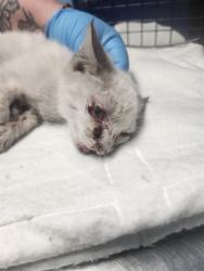 Shelter Stray Male Cat last seen Near BLOCK FRANKLIN AVE, BAKERSFIELD CA 93306, 3951 Fruitvale Ave, Bakersfield, CA 93308, USA