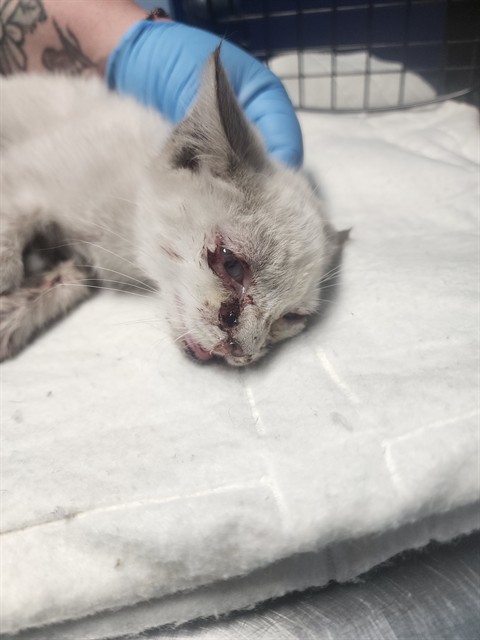 Shelter Stray Male Cat last seen Near BLOCK FRANKLIN AVE, BAKERSFIELD CA 93306, 3951 Fruitvale Ave, Bakersfield, CA 93308, USA