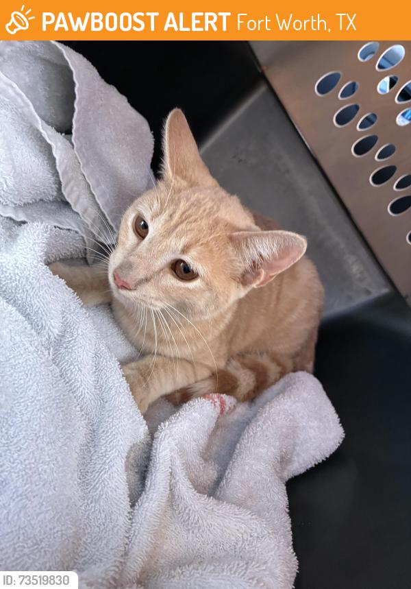 Found/Stray Female Cat last seen Park and Korean church, Fort Worth, TX 76126