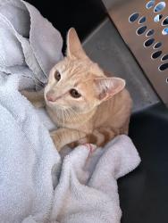 Found/Stray Female Cat last seen Park and Korean church, Fort Worth, TX 76126