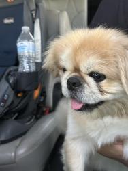 Found/Stray Male Dog last seen Watermill, Houston, TX 77429