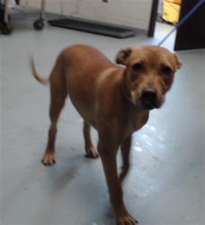 Shelter Stray Female Dog last seen Near ROSSENDALE DR, HOPE MILLS NC 28348, 4704 Corporation Dr, Fayetteville, NC 28306, USA