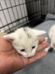 Shelter Stray Male Cat last seen , 14409 Vanowen St, Van Nuys, CA 91405, USA