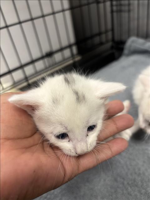 Shelter Stray Male Cat last seen , 14409 Vanowen St, Van Nuys, CA 91405, USA
