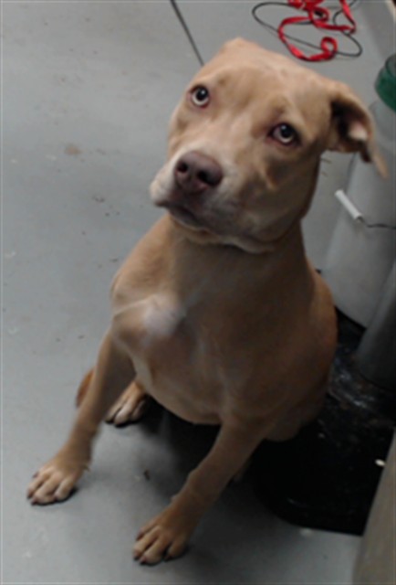 Shelter Stray Female Dog last seen Near ROSSENDALE DR, HOPE MILLS NC 28348, 4704 Corporation Dr, Fayetteville, NC 28306, USA