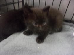Shelter Stray Female Cat last seen , 14409 Vanowen St, Van Nuys, CA 91405, USA