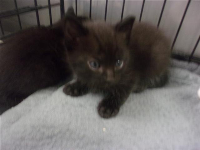 Shelter Stray Female Cat last seen , 14409 Vanowen St, Van Nuys, CA 91405, USA