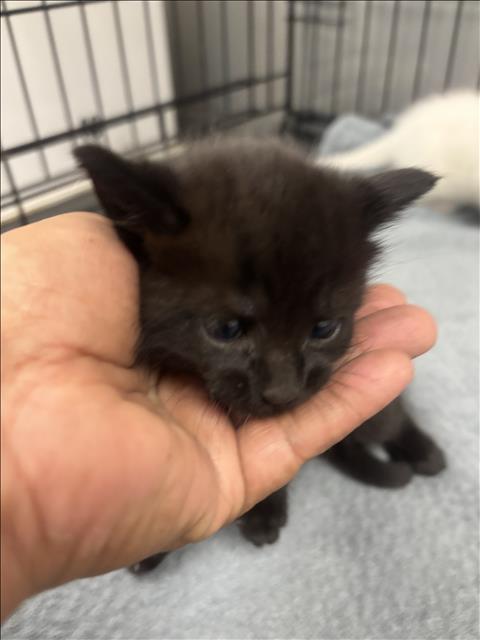 Shelter Stray Female Cat last seen , 14409 Vanowen St, Van Nuys, CA 91405, USA