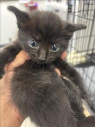 Shelter Stray Female Cat last seen , 14409 Vanowen St, Van Nuys, CA 91405, USA