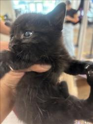 Shelter Stray Male Cat last seen , 14409 Vanowen St, Van Nuys, CA 91405, USA