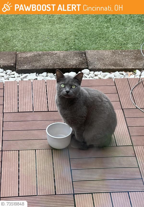 Found/Stray Female Cat last seen Brookstone, Cincinnati, OH 45244