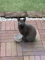 Found/Stray Female Cat last seen Brookstone, Cincinnati, OH 45244