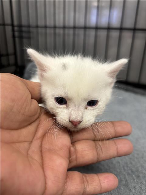 Shelter Stray Female Cat last seen , 14409 Vanowen St, Van Nuys, CA 91405, USA