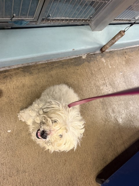 Shelter Stray Male Dog last seen ABRAZO AISLE/ALICANTE AISLE, 92614, 6443 Oak Canyon, Irvine, CA 92618, USA