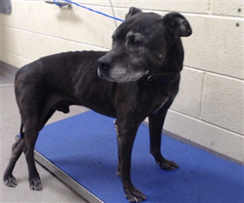 Shelter Stray Male Dog last seen Near BLOCK W BAYAUD AVE, DENVER CO 80223, 1241 W Bayaud Ave, Denver, CO 80223, USA