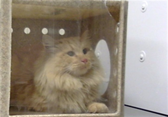Shelter Stray Male Cat last seen Near BLOCK W OREGON PL, DENVER CO 80219, 1241 W Bayaud Ave, Denver, CO 80223, USA