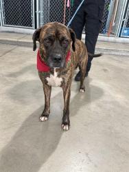 Shelter Stray Male Dog last seen Near BLOCK WASHINGTON AVE, 3599 NW 79th Ave, Doral, FL 33122, USA