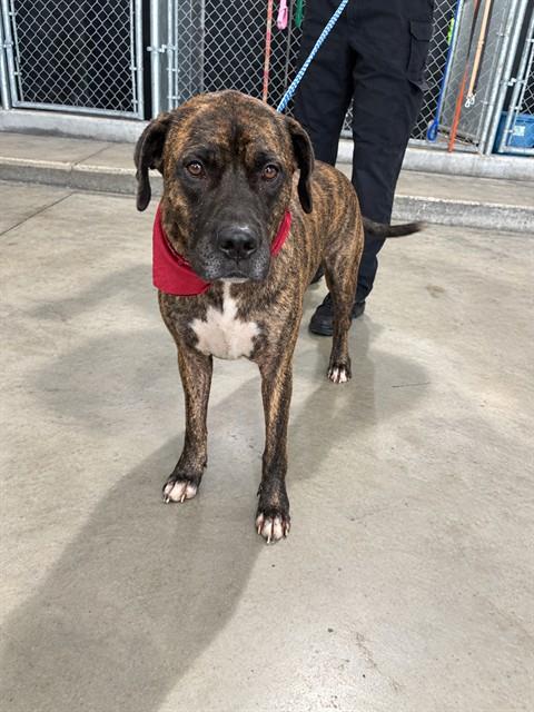 Shelter Stray Male Dog last seen Near BLOCK WASHINGTON AVE, 3599 NW 79th Ave, Doral, FL 33122, USA