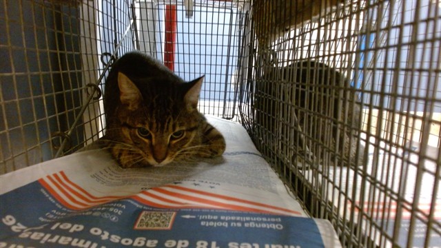 Shelter Stray Male Cat last seen Near BLOCK SW 97 PL, 3599 NW 79th Ave, Doral, FL 33122, USA