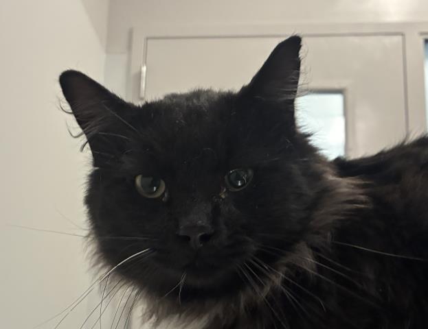 Shelter Stray Male Cat last seen E 13TH AVE + TUSCON ST, 2080 S Quebec St, Denver, CO 80231, USA