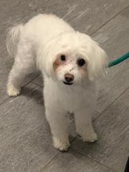 Shelter Stray Male Dog last seen RANGE VIEW HIGH SCHOOL, 2080 S Quebec St, Denver, CO 80231, USA