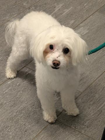 Shelter Stray Male Dog last seen RANGE VIEW HIGH SCHOOL, 2080 S Quebec St, Denver, CO 80231, USA
