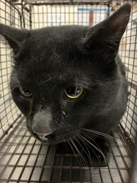 Shelter Stray Male Cat last seen Near BLK E 21ST ST, SIGNAL HILL, CA 90755, Long Beach, CA 90755, USA