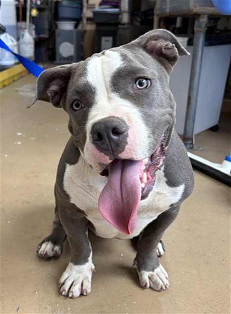 Shelter Stray Female Dog last seen BEYER WAY AND VIA TONGA, 92154, 130 Beyer Way, Chula Vista, CA 91911, USA