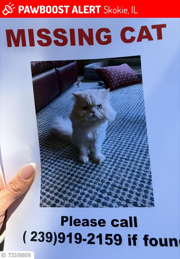 Lost Male Cat last seen Skokie, Skokie, IL 60077