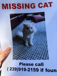 Lost Male Cat last seen Skokie, Skokie, IL 60077