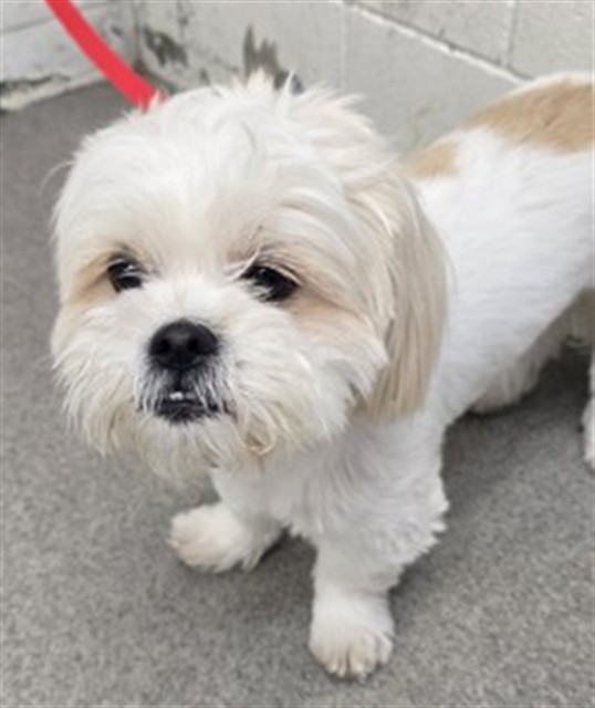 Shelter Stray Male Dog last seen , 333 Chandler Pl, San Bernardino, CA 92408, USA